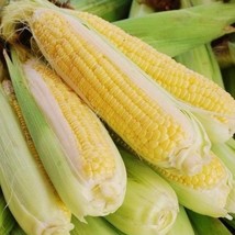 Bodacious Sweet Corn Seeds Fast Shipping - $15.09