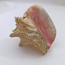 Large Conch Seashell Pink Bahamas Pink Conch Shell 7 Inches - $33.65