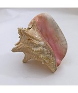 Large Conch Seashell Pink Bahamas Pink Conch Shell 7 Inches - €29,08 EUR