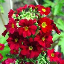 Primrose-Fairy- Primula Malacoides- Crimson- 50 Seeds Tera Store - £4.78 GBP