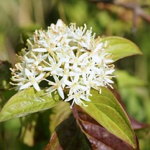 Cornus Sanguinea Bloodtwig Dogwood Compressa 10 Seeds Usa Fast Shipping - £9.19 GBP