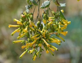 Tobacco Tree, Nicotiana Glauca  1000 Seeds   From US - £10.28 GBP