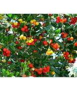 Madrone Killarney Waxberry Tree Arbutus Unedo Seeds, Sweet Fruit Bonsai - $12.95 CAD