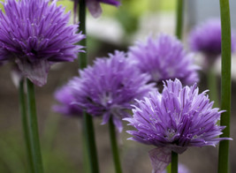 PWO Allium Schoenoprasum  Purple One seed - £2.27 GBP