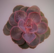 Live Succulent in Red Self-Watering Pot - Echeveria Red Sky, 3" Plastic Planter image 5