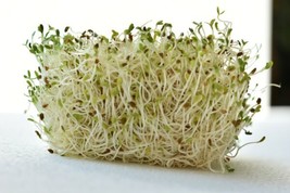 1 OZ=12500 Organic Alfalfa Sprouting Seeds Abcekcalciumironmagnesium - £12.50 GBP