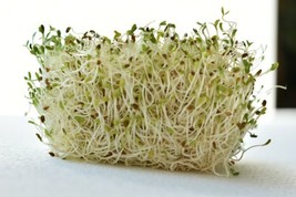 1 OZ=12500 Organic Alfalfa Sprouting Seeds Abcekcalciumironmagnesium - $16.00