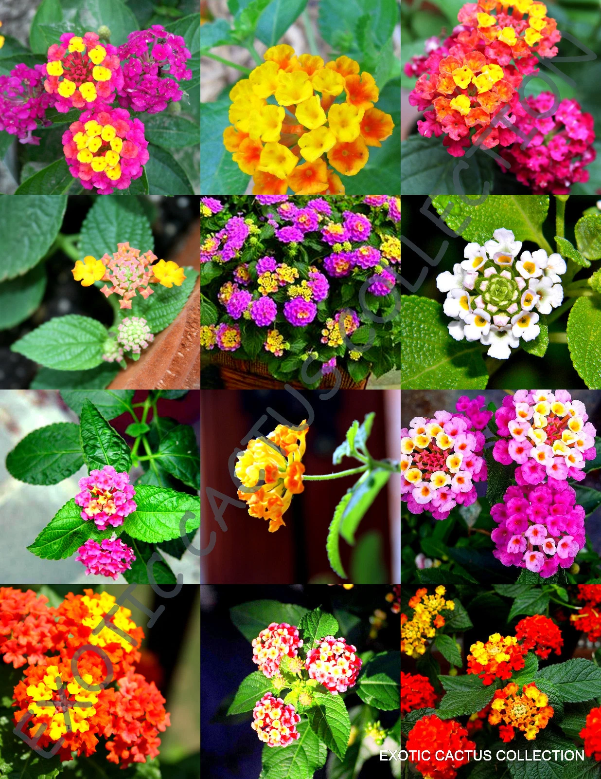 RARE LANTANA MIX Shrub Verbenas Butterfly Garden flowers Ham And Eggs 20 seeds - $26.97