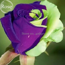 Purple Green Rose Flower 50 Seeds Fragrant Rose Flowers Seeds E3626 Gardening US - £9.48 GBP