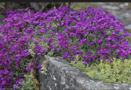 Rock Cress 150  Seeds - Purple Flowers - Perennial Ground Cover - $4.99