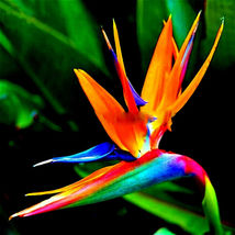 Gg 5 Seeds Orange Bird Of Paradise Tropical Crane Flower Plant - £11.12 GBP