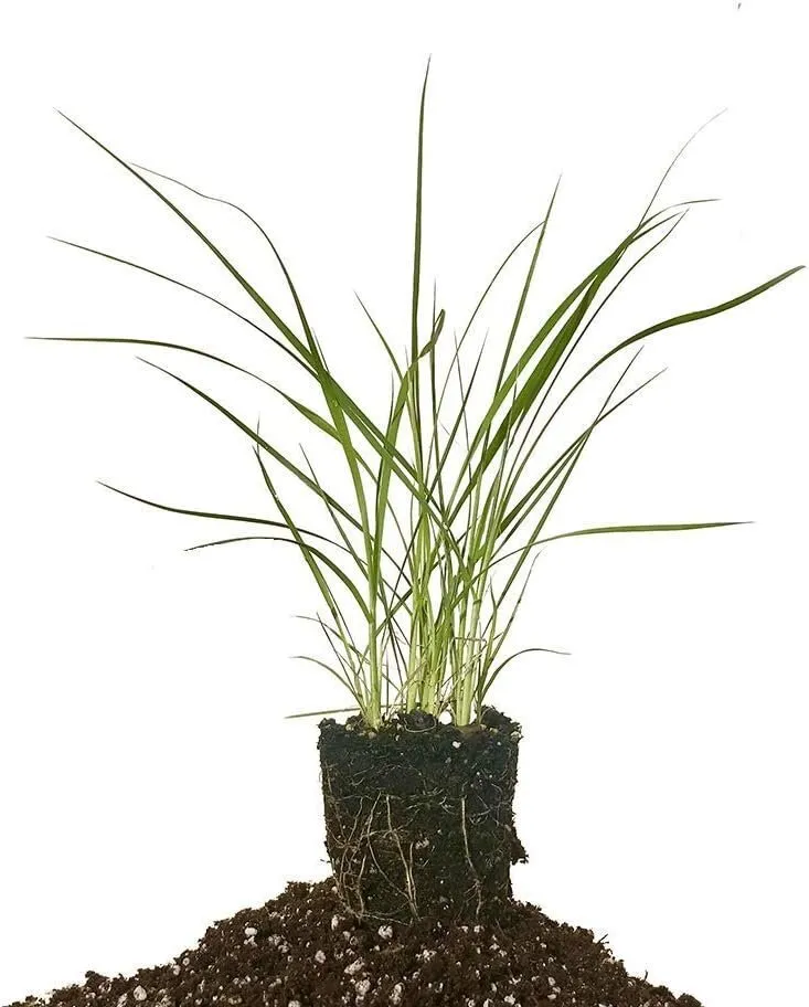 Pampas Grass 40 Live Plants Cortaderia Selloana Blooming - $218.82