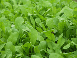 Grow In US Arugula Seeds 1000+ Roquette Rocket Herb Garden Non-Gmo - £6.95 GBP