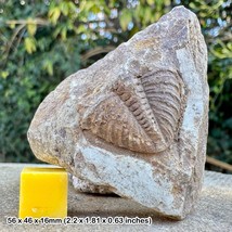 RARE Dalmanites myops Fossil Trilobite Tail – Much Wenlock Limestone, Si... - $43.80