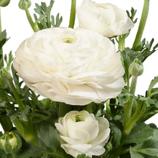 Ranunculus Seeds Ranunculus Sprinkles White 25 Pelleted Seeds - £14.62 GBP