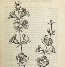 1905 Purple Gerardia Wild Flower Print Pen &amp; Ink Lithograph Antique 6.75 x 3.75&quot; - £13.98 GBP