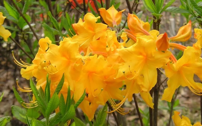 Appalachian Gold Aromi Azalea Rhododendron Deciduous Baby - £31.16 GBP