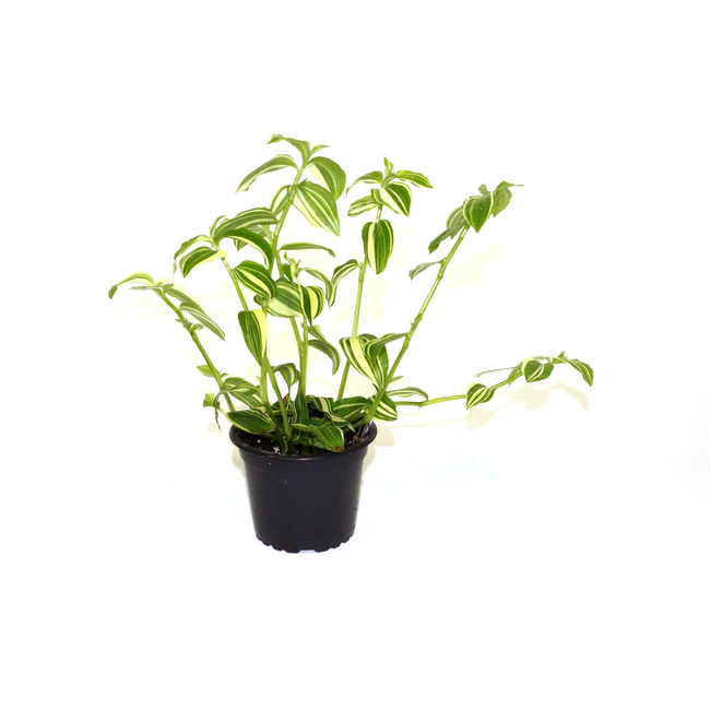 LWS Tradescantia Fluminensis White Stripe 3.5 Until 4 inch Fast Shipping - $25.00