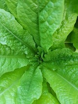 Krakow Lettuce - Cracoviensis - 50+ seeds - L 142 - $2.49