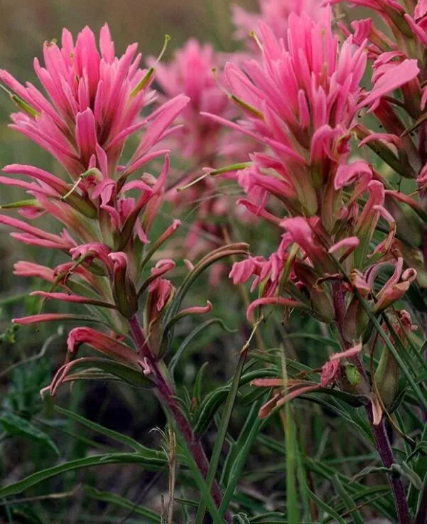 50 Seeds Castilleja Sessiliflora Downy Indian Paintbrush Paintedcup - $9.50