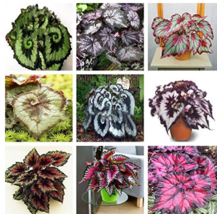 30PCS Mixed 9 Colors Coleus Blumei Perennial Flowers Seeds - $6.34