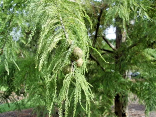 15 Peve Yellow Bald Cypress Seeds Taxodium Distichum Peve Yellow Fresh Seeds - £11.19 GBP