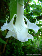 RARE BRUGMANSIA ARBOREA white flower Angel's Trumpet tree fragrant seed 10 seeds - $8.99