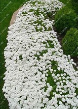 1000Pcs Bag Creeping Thyme White Seeds Perennial Ground Cover Fast Grow - $651.91 MXN