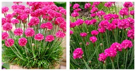 2 Armeria Pink Sea Thrift Live Starter Plant Pink Flowers - $65.90