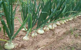 400 Vidalia Sweet Onion Seeds Organic Short Day Spring Fall Vegetable Garden - £9.42 GBP