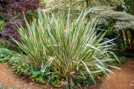 10 Variegated New Zealand Flax Phormium tenax variegatum Seeds Ornamental Grass - $7.50