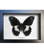 Real Giant Forest Butterfly Papilio Gambrisius XL Framed Entomology Shad... - £55.50 GBP