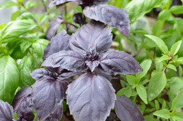 SG 200 Of Red Rubin Basil Seeds Collection - NON-GMO Varieties Heirloom - £2.94 GBP