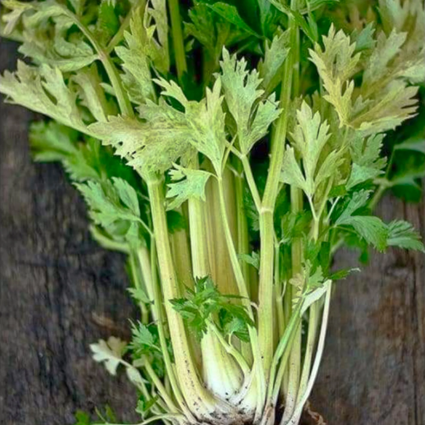 Celery Golden Pascal 200 Vegetable Seeds - $7.98