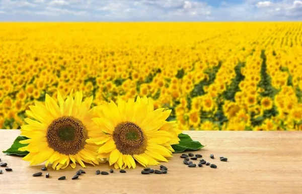 Black Oil Sunflower Seeds For Planting-100+ Seeds- -Attract Bird Usa Seller - £14.85 GBP