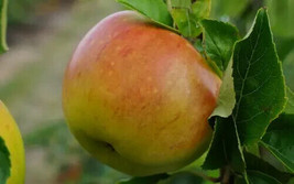 THJAR 25+ Bountiful Apple Seeds For Garden Planting - $10.96