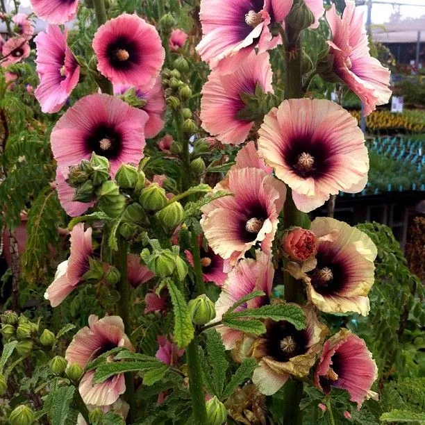 8 Seeds Hollyhock Halo Apricot Special Bred Rabbit &amp; Deer Resistant Pere... - £7.74 GBP