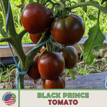 FG 10 Black Prince Tomato Seeds, Heirloom, Non-GMO, Genuine USA - £4.90 GBP