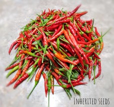 Thai Chilli Dragon Heirloom 30+ Seeds Very High Yield 100% Organic Grown Is Usa - £3.97 GBP