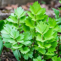 Seeds Fresh Lovage Levisticum European Magnus Celery Parsley Herb - $9.90