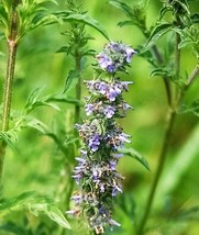 250 Japanese Catnip Herb Purple Flower Jing Jie Schizonepeta Tenuifolia Seeds Fr - $14.60