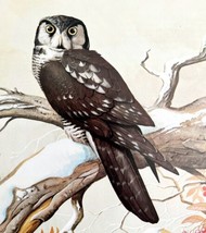 Hawk Owl Winter Art Print Color Plate Birds Of Prey Vintage Nature 1979 ... - $34.99