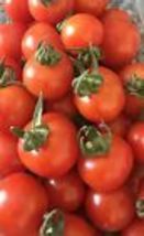 Organics Red Sweetie Cherry Tomato seeds( Lycopersicon)  USA 50+ Seeds - $8.19