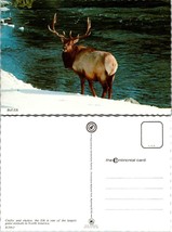 Bull Elk in the Snow Drinking Water from the River VTG Postcard - £7.39 GBP
