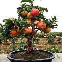 LWSTORE 25 Dwarf Bonsai Apple Seeds Organic Mini Delicious Fruit Planter Tree US - £7.04 GBP