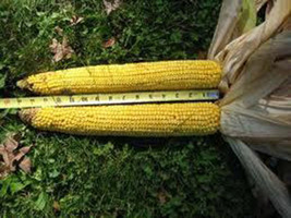 35 SA Giant  Yellow Corn Seed-1244 - £3.15 GBP