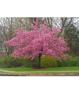 5 Stella Cherry Tree Seeds Flowering Japanese Ornamental Gardn Pink Frag... - £7.80 GBP