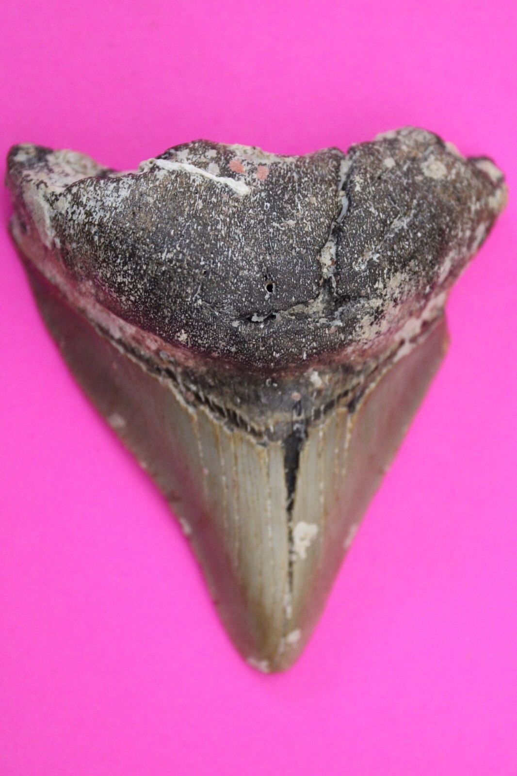 Authentic Megadolon Shark Tooth 2.85 Inches 74 Grams Fossil Dino Girl CO... - $85.99