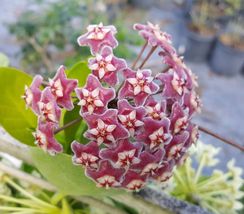 5&quot; tall Hoya Pubicalyx mottled-silver leaf - ROOTED LIVE PLANT - £15.18 GBP