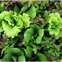 Mesclun Blend Lettuce Seeds Fresh Seeds USA - $12.80